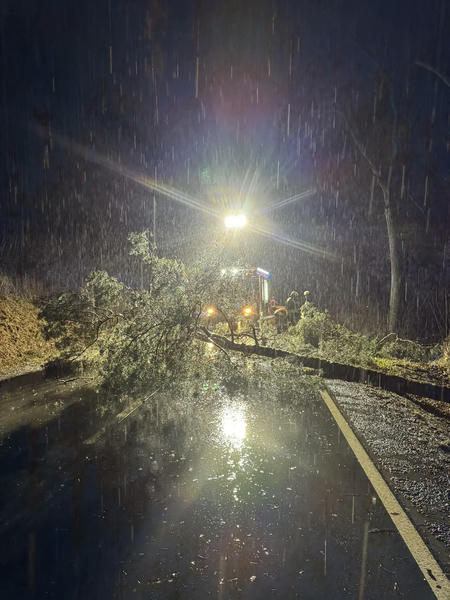 Baum auf Straße